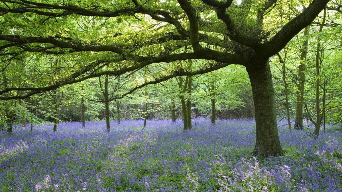 Speke Hall Bluebells