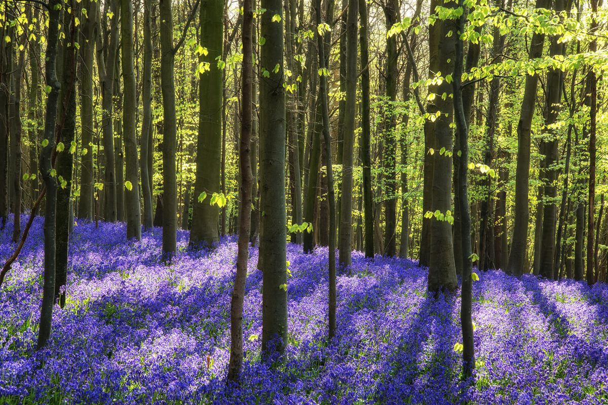 Bluebells at Hardcastle Crags