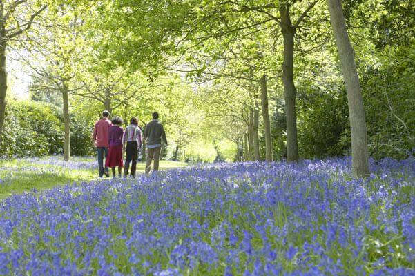 Blickling Hall Bluebells