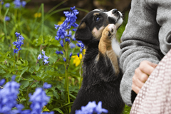 Read blog article - 9 places to tiptoe among the Bluebells this spring