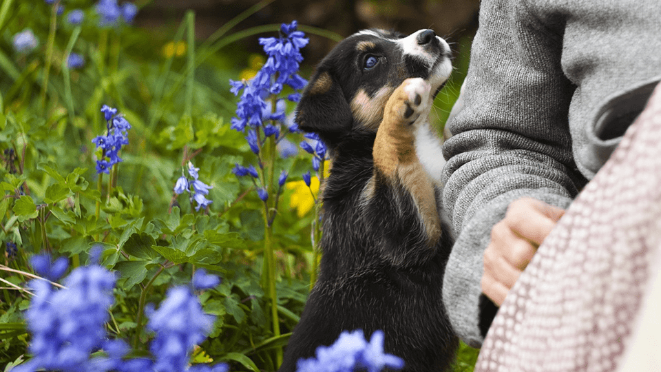 9 places to tiptoe among the Bluebells this spring