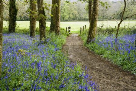 Godolfin Bluebells