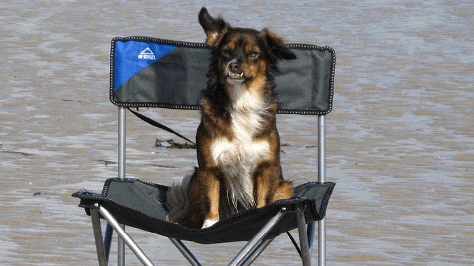 Read blog article - How to take your pet caravanning