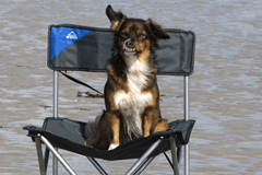 Read blog article - How to take your pet caravanning